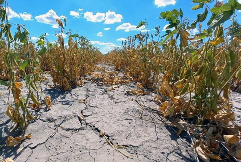 La sequía golpea al Chaco y crece el drama por pérdidas en el campo: “Ya no hay nada”